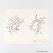 [Drawing - Apples and Pears]