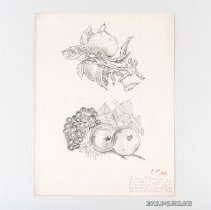 [Drawing - Apples and Grapes]