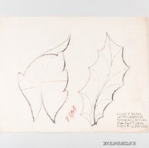 [Drawing - two oak leaves]