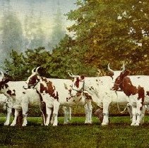 Willowmoor Ayrshires, 1906