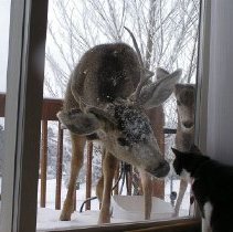 Deer and Cat