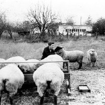 Boy with Sheep on Farm