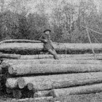 Pole Lpgging With Horses-1905