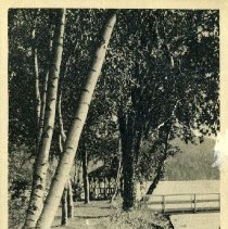 A Bit of Shore Line at Lake Waramaug