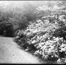 Laurel on Clam Shell, Steep Rock Park