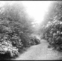 Laurel on Clam Shell, Steep Rock Park.