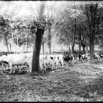 Holstein Cattle at Washington Fair of 1912