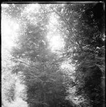 Rossiter Drive and Two Roads in Steep Rock