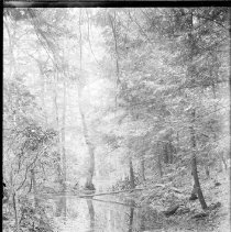 Fall in the Woods at Rossiter Drive