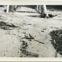 1955 Flood