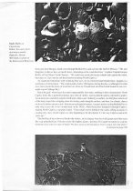 Gourmet Holidays - Florida's Barrier Islands