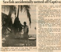 Sawfish accidentally netted off Captiva
