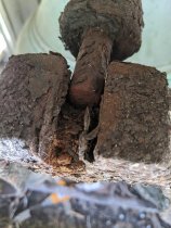 Inspection in 10/2020 revealed the rusted supports of the bell