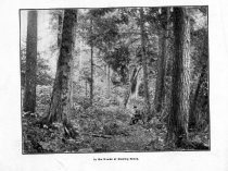 In the woods at Roaring Brook