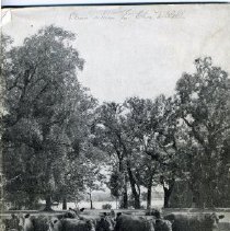 A Brief History of Aberdeen-Angus Cattle