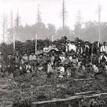 P1622 First Nation Hop Pickers