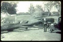 Tree down on Pleasant St