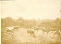 Cows on Hathaway Farm