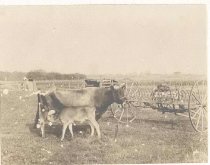 Cows on the Hathaway Farm