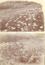 J. O. J.  Frost Homestead Phot