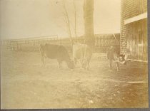 J. O. J.  Frost's Cows