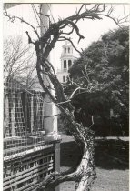 Old North Steeple & Vine