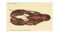 Lobster from Adams House