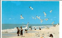 Devereux Beach & Gulls