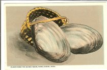 Clams from Adams House