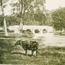 6349 cow & bridge ca.1900