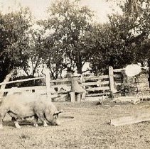 ph 15567: Pig, figure with hat, cedar rail fence.