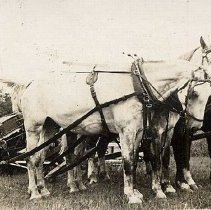 ph 15568: Harvesting, team of 3 horses pulling binder.