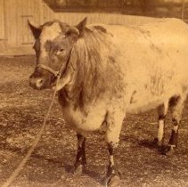 ph 18373 Shorthorn cow, 1885.