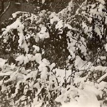 ph 24500 Templin Gardens ca.1950