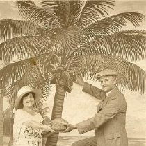 ph 24565 coconut picking 1923