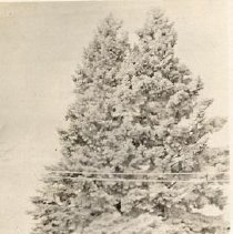 ph 24606 fir trees ca.1935
