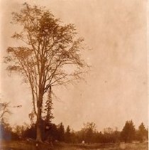 ph 24610 landscape ca.1920