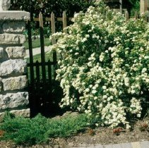 ph 18240_17 Flowering spirea, June 1988.