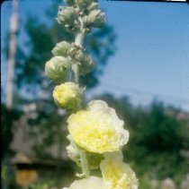 ph 18240_19 Yellow hollyhock, Sept. 1988.