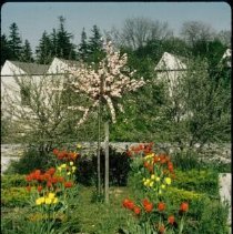 ph 18240_2 Tree and tulip bed, building [Beatty Bros.?] in background, 1980