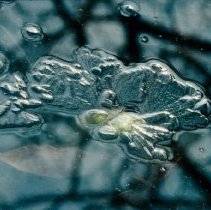 ph 18240_3 Detail of ice and leaves in pond, Nov. 1984.