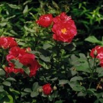 ph 18240_9 John Franklin Rose in memory of H. Conklin, June 1986.