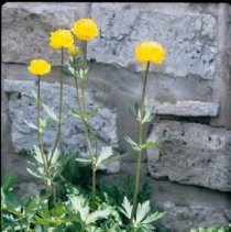 ph 18241_10 Four yellow flowers against wall, May 1990.