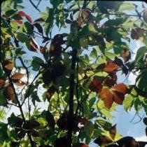 ph 18241_12 Sky and clouds through leaves of tree, Oct. 1990.