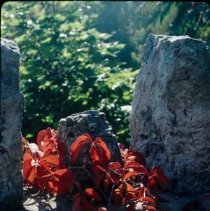 ph 18241_13 Red ivy hanging over stone masonry, Oct. 1990.