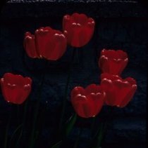 ph 18241_17 Red tulips against stone wall, 1991.