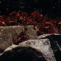 ph 18241_19 Red ivy creeping over stone, Oct. 1991.