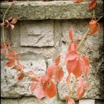 ph 18241_3 Detail of red ivy hanging over wall, Feb. 1989 [taken fall 1988?