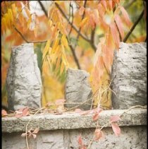 ph 18241_4 Red ivy leaves over wall, Feb. 1989 [taken fall 1988?].