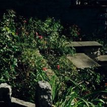 ph 18241_7 Garden in fall [planted by Fergus Horticultural Society?], Dec.